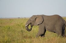 4 Days Serengeti, Ngorongoro, Tarangire Group + Airport pick up