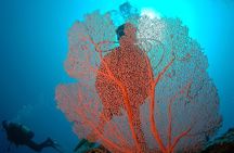  Diving and Sea Diving Baptism 