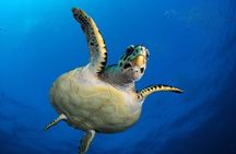  Diving and Sea Diving Baptism 