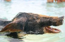 Rose Island Swimming Pigs & Beach Snorkeling Experience Nassau 
