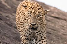 Yala all inclusive leapord Safari from Colombo All inclusive