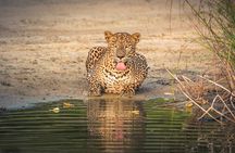 Yala all inclusive leapord Safari from Colombo All inclusive