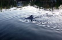 Kings Bay Wildlife Eco Tours (Manatee Season!)