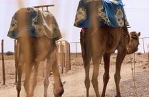 2 Days Marrakech Desert Tours - Marrakech to Zagora