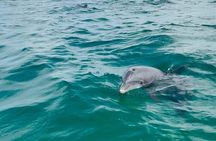 Swim with Dolphins And Snorkeling Group Tour