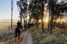 Hunter Valley Sunset Horse Ride - 90 Minutes