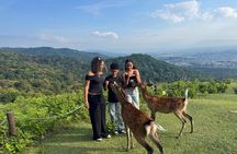 Discover Ancient Nara: Private Car Tour from Kyoto or Osaka