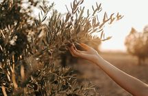 Crete: Local Wine Tasting & Visit to the Ancient Olive Tree