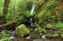 From Seattle Hoh rain forest and Olympic National Park Highlight