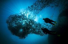 Underwater Adventure in Diving and Snorkeling