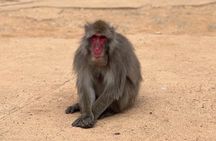 Kyoto: Arashiyama Bamboo Forest, Monkeys, Matcha & Temple Tour