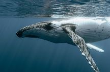 Moorea Whales Watching and Swimming Half Day Shared Tour