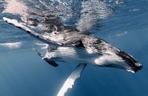 Moorea Whales Watching and Swimming Half Day Shared Tour