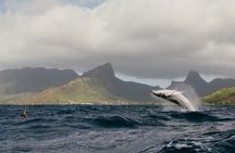 Moorea Whales Watching and Swimming Half Day Shared Tour