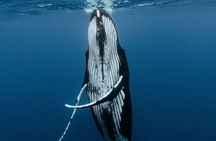 Moorea Whales Watching and Swimming Half Day Shared Tour
