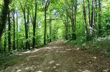 Ridgeview and Artelium Estate Private Walking Tour