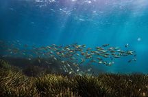 Mallorca PRIVATE Reservation*Scuba dive + photo/video