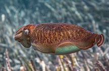 Mallorca PRIVATE Reservation*Scuba dive + photo/video