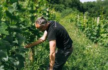 Authentic Piedmont wine tour with a local Sommelier