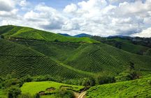 Cameron Highlands Tour From Kuala Lumpur (Special Deal)