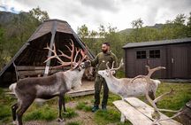 Sami Reindeer Experience