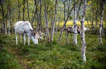 Sami Reindeer Experience