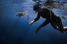 Turtle Canyon Snorkel Tour - Semi-private: 6 passenger max