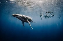 Whale Watching Shared Half Day 
