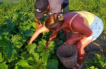 Cooking Class Sunset Dinner and Tour in Paros Farm 