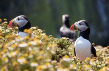 Puffins and Peaks: Explore the Borgarfjörður Eystri