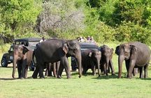 Sigiriya Rock Fortress & Minneriya National Park Private Safari