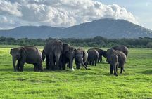 Minneriya National Park half day Private Safari with Expert Guide