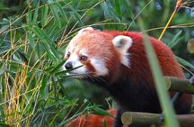 Private Chengdu Panda Tour with Hotel Pickup