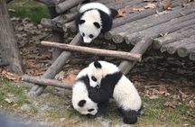 Private Chengdu Panda Tour with Hotel Pickup