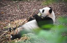 Private Chengdu Panda Tour with Hotel Pickup