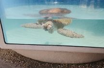 Turtle Hospital and Key Deer