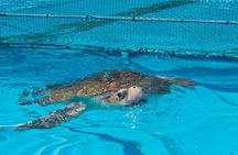 Turtle Hospital and Key Deer
