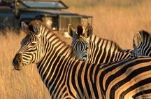 Tala Game Reserve Natal Lion Park & Phezulu Safari from Durban 