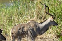 Tala Game Reserve Natal Park & Phezulu Safari from Durban