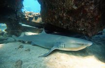 Certified Divers! Scuba dive the Ka'anapali Coast and more!