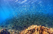 Certified Divers! Scuba dive the Ka'anapali Coast and more!