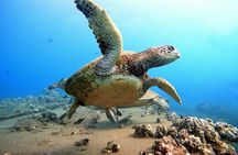 Certified Divers! Scuba dive the Ka'anapali Coast and more!