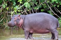 Tala Game Reserve, Phezulu Safari Park & Market Tour from Durban