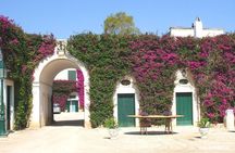 TRANI Wine Tours: Flavors of Puglia