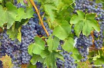 TRANI Wine Tours: Flavors of Puglia