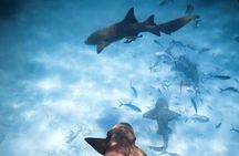 Puerto Rico Private Half Day Shark Diving