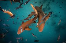 Puerto Rico Private Half Day Shark Diving