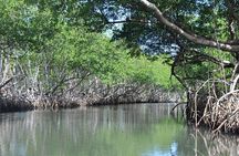 Damas Island Mangrove Boat Adventure