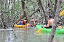 Damas Island Mangrove Boat Adventure