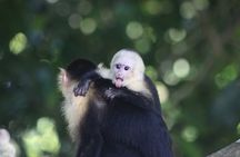 Damas Island Mangrove Boat Adventure